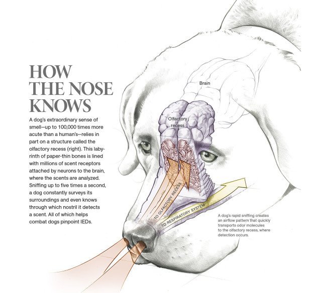 power of a dog’s nose power of a dog’s nose